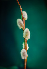 Willow. Early spring willow catkins. A branch with swollen buds for Easter decoration. A willow branch pointing upwards as a symbol of spring.