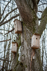 Birdhouses
