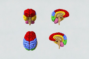Fototapeta premium The human brain. Diagram. Hemi. White paper background