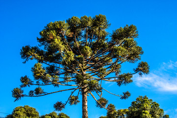 Ararucaria tree in Curitiba city, on Parana state