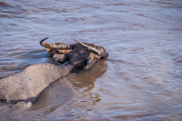 Water buffalo in the muddy water