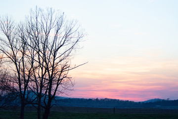  tree on edge of pasture during hazy sunset