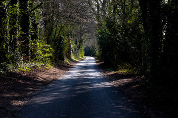 Shaded tree lined single track country lane in rural Hampshire