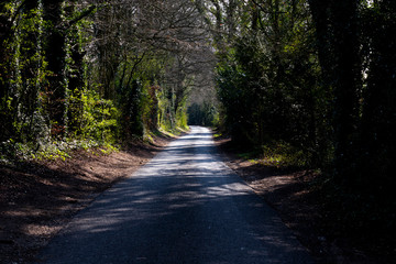 Fototapeta premium Shaded tree lined single track country lane in rural Hampshire