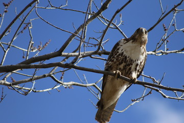 Red-Tailed Hawk Perched in Trees in canada