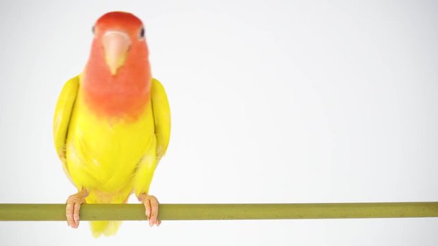 Lovebird parrot rosy cheeked on a white background