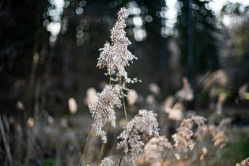 Dry common reed in germany