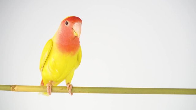 Lovebird parrot rosy cheeked on a white background