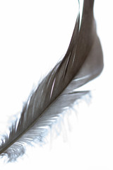 feather on blue sky background