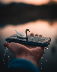 Swan on a palm