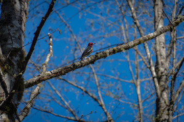 Woodpecker