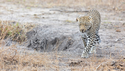 Lone leopard walking and hunting during daytime