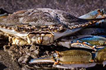 blue crab photographed on the beach, crustacean photo in high resolution.