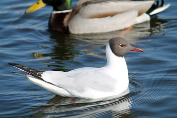 Black-headed gull (Chroicocephalus ridibundus) in adult summer plumage, Belarus