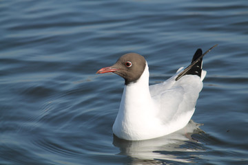 Black-headed gull (Chroicocephalus ridibundus) in adult summer plumage, Belarus
