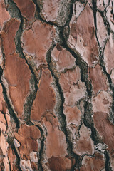 Close up view of pine bark texture and background for design. 