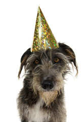 DOG CELEBRATING A BIRTHDAY OR NEW YEAR WEARING A GOILDEN GLITTER PARTY HAT. ISOLATED ON WHITE BACKGROUND