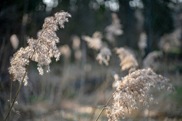 Dry common reed in germany