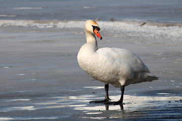 Adult white mute swan (Cygnus olor) standing on ice in early spring, Belarus
