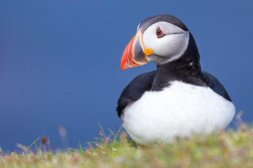 Puffin on Shetland Island resting on green grass of a sea cliff
