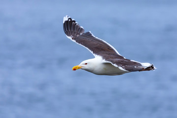 Lesser Black-back Gull gliding on the wind along a cliff on Shetland Islands