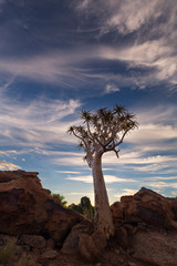 Landscape of a Quiver Tree with blue sky and thin clouds in dry desert
