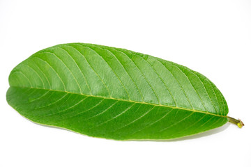 Guava Leave isolated white background