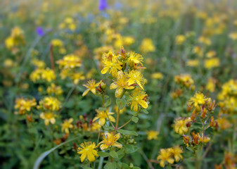 St. John's Wort - perennial herb in flowering stage