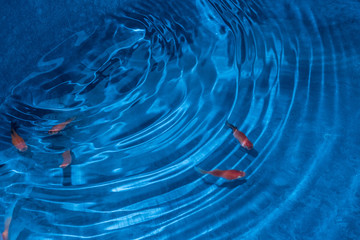 Blue water drops and Fish
