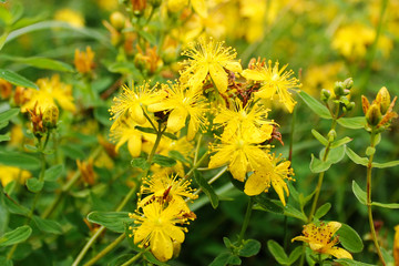 Yellow flowers of Hypericum ordinary in the summer in the village