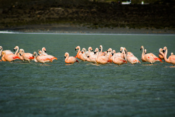 Obraz premium Flamencos en Laguna Amarga - Torres del Paine