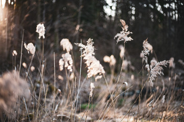 Dry common reed in germany