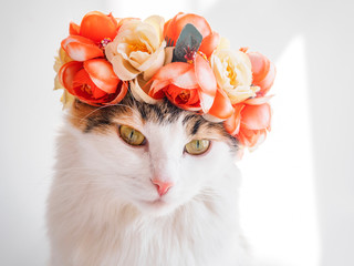 Beautiful Calico Cat with a wreath on his head. Cute kitty in a flowers diadem on her head sits in...