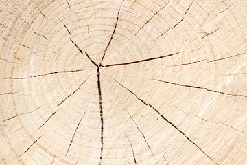 Fototapeta premium old wood texture