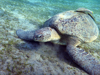 sea turtle
