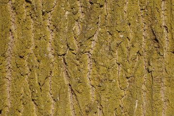 green bark texture