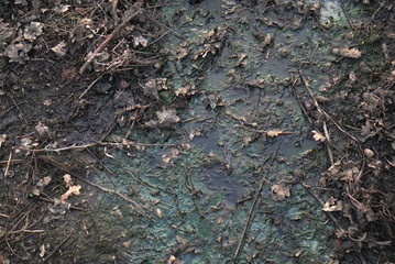 green dirty water from the sewer