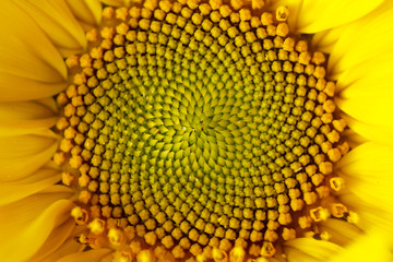 beautiful warm pollen yellow flowers of an unripe sunflower close-up, top view, summer, background...