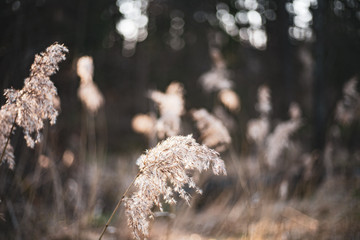 Dry common reed in germany