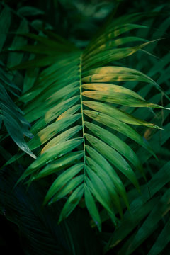 green tropical leaf in the cool shade of the forest. © Elena Fetisova