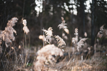 Dry common reed in germany