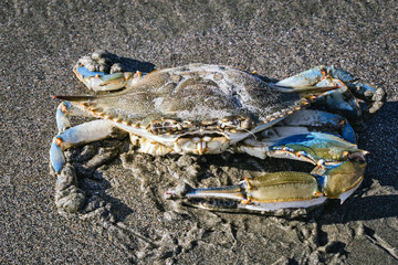 blue crab photographed on the beach, crustacean photo in high resolution.