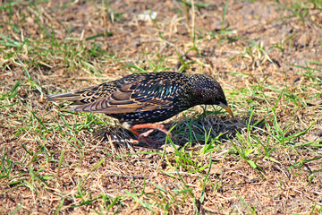 exotic bird looking for food