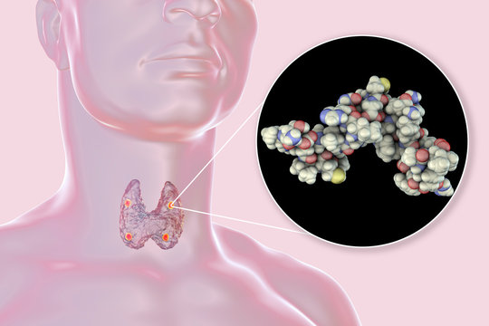 Human parathyroid hormone, molecular model, 3D illustration. Also called parathormone, parathyrin, is secreted by the parathyroid glands and takes part in bone remodeling