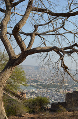 old tree spring landscape city height