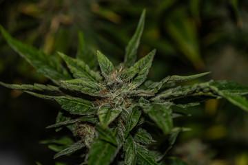 Green Bubba kush variety of marijuana flower aged blooms before harvest