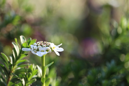 blooming perennial candytuft - Iberis saxatilis