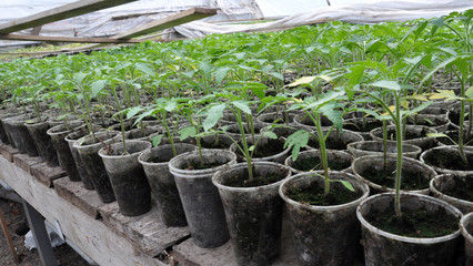 Growing seedlings of tomatoes in plastic pots and cassettes