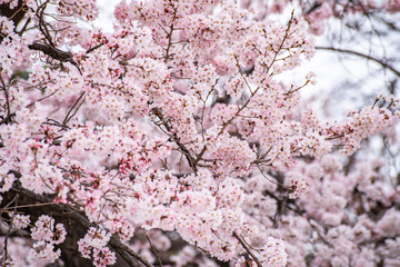 Cherry blossoms in full bloom Ueno Park