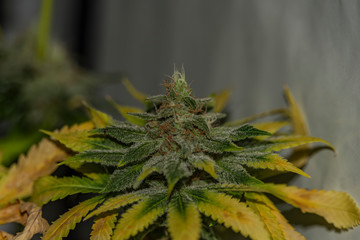 Color Afghan kush special variety of marijuana flower aged blooms before harvest